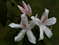 杜鹃品种：刺毛杜鹃
科属：杜鹃花科，杜鹃花属。
学名：Rhododendron championiae Hooker；
别名：太平杜鹃、山荷桃。