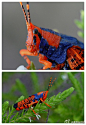 【每日一萌图】这玩意蹲在树上，看着就很圣诞节~ 图片来自thefeaturedcreature.com