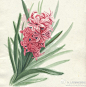 风信子，Hyacinthus orientalis Linn.，百合科风信子属。