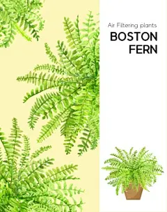 波斯顿草 室内绿化 净化空气 手绘植物插画PSD05