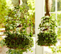 Live Ivy Birdcage | Pottery Barn