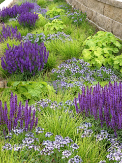吴国庆采集到花镜植物