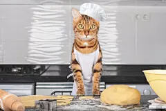 点击来源直接获取大图文件 |迷人的家猫在厨房烤饼干