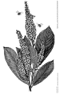复古手绘花卉装饰画图片