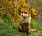 Photograph Contentment by Peter Trimming on 500px