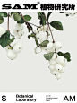 雪果｜Symphoricarpos Sinensis Rehd.
Symphoricarpos Sinensis Rehd.
-
忍冬科毛核木属直立灌木。