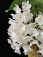 洋兰超话#洋兰##石斛兰#
Den. farmeri fma. petaloid-album 'Hsinying' GM/JOGA SM/TOGA CHE/AOS (OG)
素花三瓣法氏石斛母株——法氏石斛的特别变异个体，其唇瓣呈现"侧瓣化"的变种，即唇瓣变异成花瓣！系殿堂级的获奖美花！ 2汕头 ​​​​