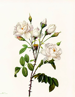 十色鸢尾花采集到手绘插画 - Pierre Joseph Redouté