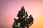 Mike Matas - Summer 2011 - Tree