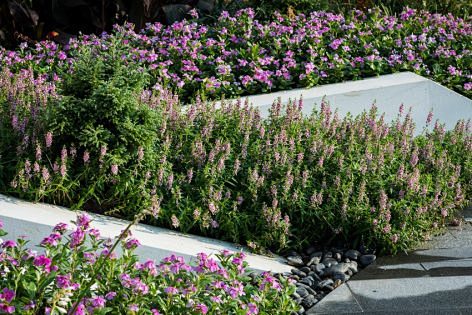 20植物_万科公园大道_DH景观设计-4...