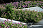 20植物_万科公园大道_DH景观设计-472x315