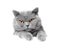 一只蓝猫抓着窗台 趴在窗台