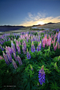 Lupins