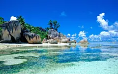 自然风景海燕背景图