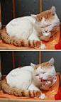 猫叔、猫叔、sinaimg.cn