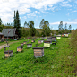 在阿尔泰山森林里的养蜂场里，村舍的草地上有许多采蜜的木制小蜂箱。