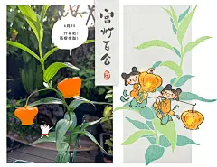 宫灯百合！种一堆可爱小灯笼！（种植记录）_6_罗罗布_来自小红书网页版