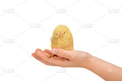 瞌睡的小鸡在孩子的手里