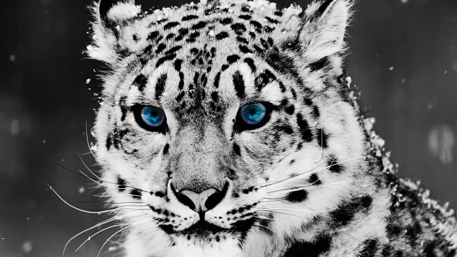 animals blue eyes fe...