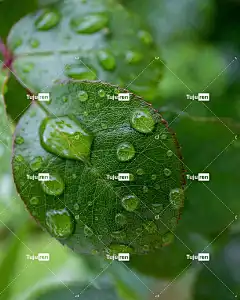 叶子 花壁纸 玫瑰 Roseleaf 花的 玫瑰花 花 花卉背景