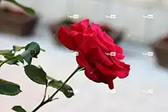 玫瑰 花壁纸 红玫瑰 花 玫瑰绽放 花瓣 玫瑰花 玫瑰花瓣 盛开