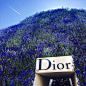#植物小周边# Dior创意总监Raf Simons先生再次承袭迪奥先生热爱花卉的精神，在巴黎罗浮宫法庭广场中，以能够放满2,000平方公尺的绿洲花朵与重达4吨的草皮和40万株蓝色大飞燕草等植株，搭建出造型线条宛如天然山丘的会场，给予观众相当冲击的视觉飨宴。据说此次会场即便是拆卸也得花上110个工作日呢。
