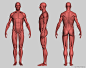 Male Anatomy Study