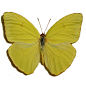 Phoebis Sennae - Male Cloudless Sulphur Butterfly | Real Butterfly Gifts Framed Butterflies and Insect Displays