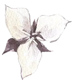 神秘暮光森林花卉植物水彩字母婚礼请柬卡片海报装饰PNG图案素材 (26)