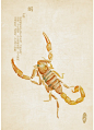 蝎