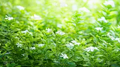 绿色植物上的白色花朵模糊了背景。