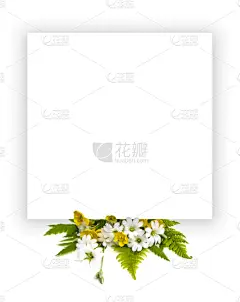 贺卡,白色,空白的,白色背景,野花,黄色,纸,毛莨科,夏天,祝贺