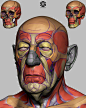 Head - Anatomical/Structural Study