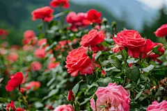 月季花素材鲜花高清壁纸