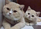猫宝宝跟猫妈妈撒娇，猫妈妈躲来躲去，嫌弃的不行！_【快资讯】 _猫漫画采下来 #率叶插件，让花瓣网更好用#