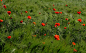 orange petaled flower
