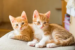 点击来源直接获取大图文件 |猫。可爱的姜黄色小猫