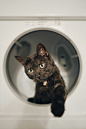 白色滚筒洗衣机前的黑猫