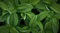 07519_绿色的植物叶子宽大的叶片光合作用自然清新.jpg
