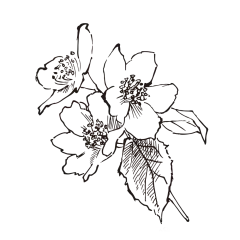 茉莉_PNG线稿素描手绘植物花水仙菊化妆品包装海报平面AI矢量设计素材