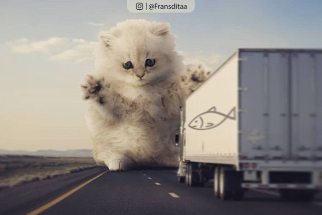 抢劫运鱼车 图自：ins @fransd...