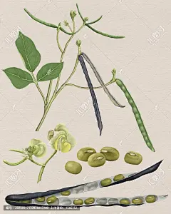 绿豆 绿豆荚 绿豆花 绿豆植株 绿豆手绘 绿豆插画 青小豆