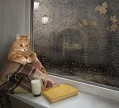点击来源直接获取大图文件 |A cat on a windowsill.