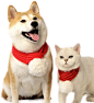 猫狗