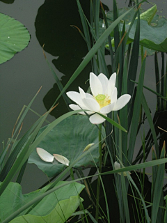 渠黄先生采集到莲花荷花