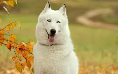 可爱萌宠狗狗萨摩耶犬图片1920x1200高清壁纸