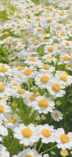 祝你我有数不尽的鲜花和浪漫 ​​​☽
wallpaper‖郁金香‖玫瑰‖月季‖洋甘菊
锁屏壁纸