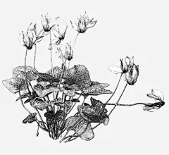 黑白荷花插画_新图网 https://ixintu.com 黑白 荷花 插画 简约