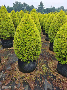 植物-单体-花瓣网|陪你做生活的设计师 | 锥形亮金女贞