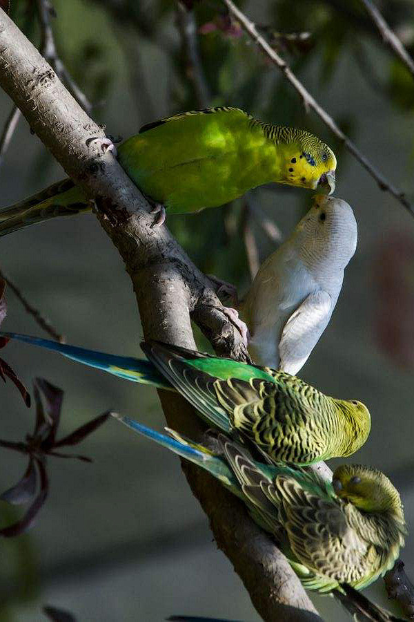 鹦形目鹦鹉科虎皮鹦鹉属虎皮鹦鹉群